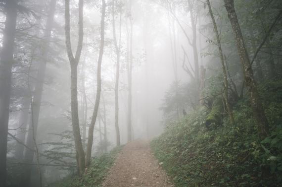 Moody trail walk
