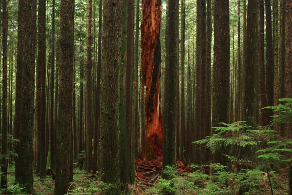 vivid forest detail