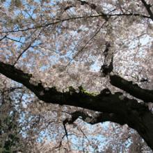 Cherry blossoms