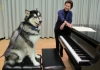 Dubs the UW's Husky mascot takes a piano lesson from Prof. Robin McCabe
