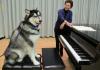Dubs the UW's Husky mascot takes a piano lesson from Prof. Robin McCabe