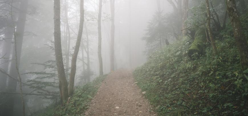 Moody trail walk