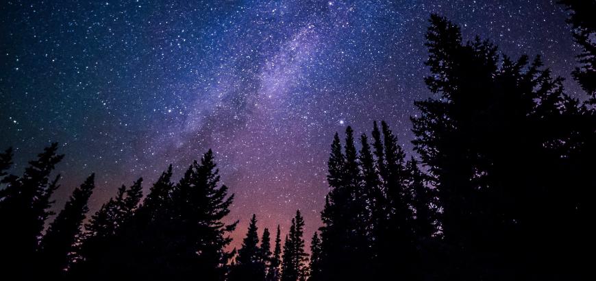 Starry sky, shadows of trees