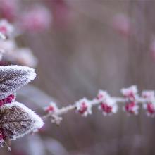 Winter berries